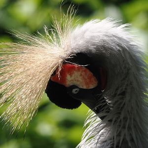 Eastern grey crowned crane (Balearica regulorum gibbericeps), 2024-05-23