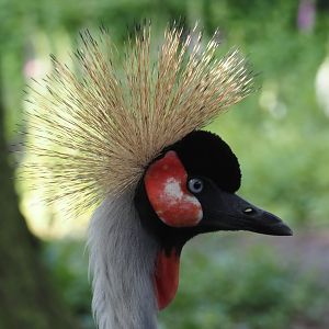 Eastern grey crowned crane (Balearica regulorum gibbericeps), 2024-05-23