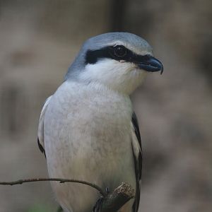 Great grey shrike (Lanius excubitor), 2024-05-21