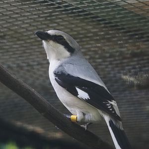 Great grey shrike (Lanius excubitor), 2024-05-24