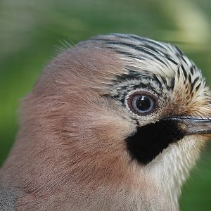 Eurasian jay (Garrulus glandarius glandarius), 2024-05-21
