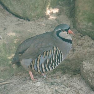 Alpine rock partridge (Alectoris graeca saxatilis), 2024-05-21