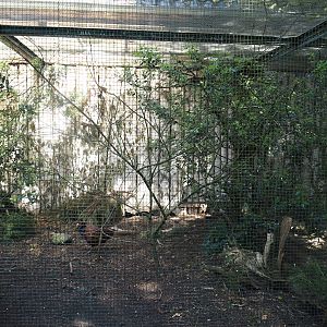 Southern Caucasian pheasant, European turtle dove and songbird aviary, 2024-05-21