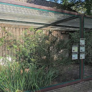 Southern Caucasian pheasant, European turtle dove and songbird aviary, 2024-05-21
