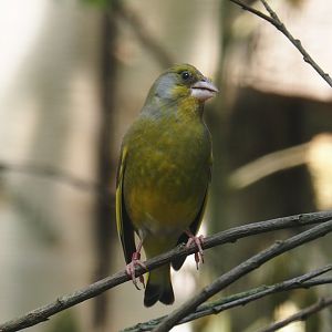 European greenfinch (Chloris chloris), 2024-05-21