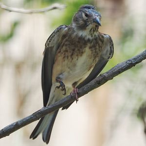 Female Common Linnet (Linaria cannabina cannabina), 2024-05-21