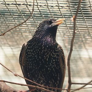 European starling (Sturnus vulgaris vulgaris), 2024-05-21