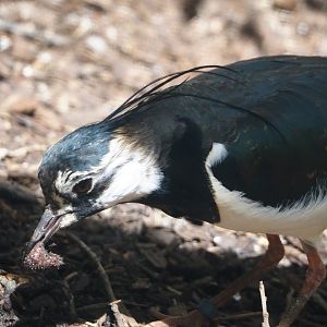 Northern lapwing (Vanellus vanellus), 2024-05-21