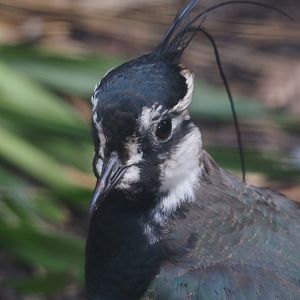 Northern lapwing (Vanellus vanellus), 2024-05-24