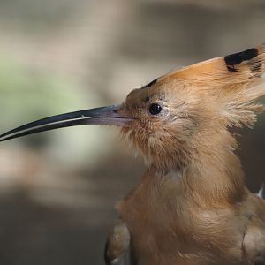 Eurasian hoopoe (Upupa epops epops), 2024-05-21