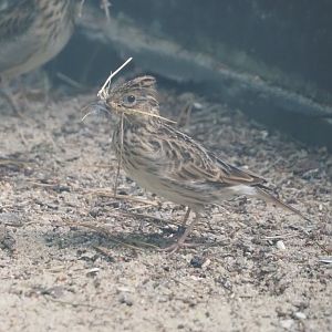 North Eurasian skylark (Alauda arvensis arvensis), 2024-05-24