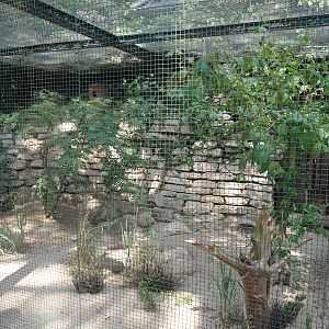 Grey partridge and Little owl aviary, 2024-05-21