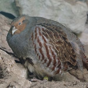 Grey partridge (Perdix perdix), 2024-05-21
