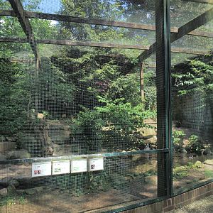 Black stork and Waterfowl aviary, 2024-05-21