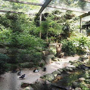Black stork and Waterfowl aviary, 2024-05-21