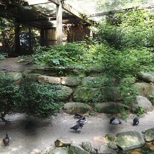 Black stork and Waterfowl aviary, 2024-05-21