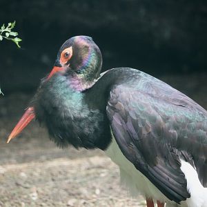 Black stork (Ciconia nigra), 2024-05-24