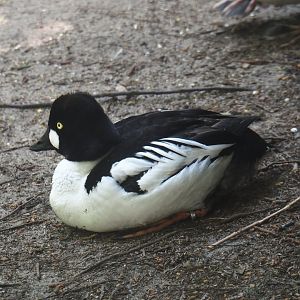 Eurasian goldeneye (Bucephala clangula clangula), 2024-05-21