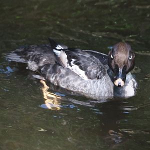 Eurasian goldeneye (Bucephala clangula clangula), 2024-05-21