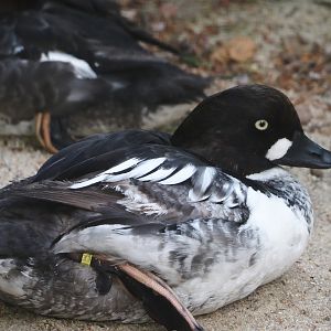 Eurasian goldeneye (Bucephala clangula clangula), 2024-05-21