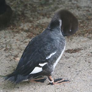 Eurasian goldeneye (Bucephala clangula clangula), 2024-05-21