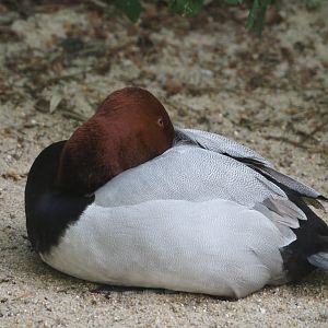 Canvasback (Aythya valisineria), 2024-05-21