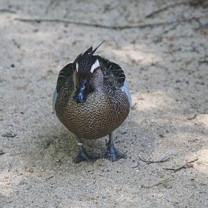 Garganey (Spatula querquedula), 2024-05-21