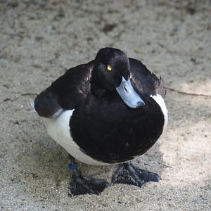 Tufted duck (Aythya fuligula), 2024-05-21