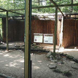 Eurasian oystercatcher and Lesser black-backed gull aviary, 2024-05-21