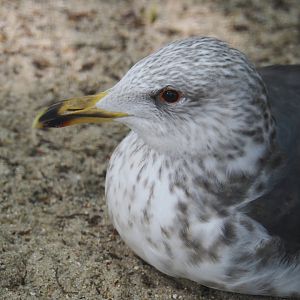 Lesser black-backed gull (Larus fuscus), 2024-05-21