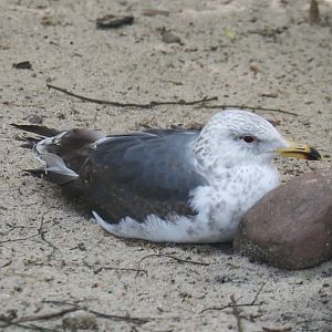 Lesser black-backed gull (Larus fuscus), 2024-05-21