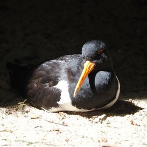 Eurasian Oystercatcher (Haematopus ostralegus), 2024-05-21