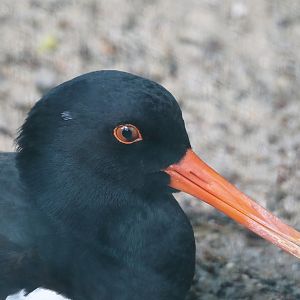 Eurasian Oystercatcher (Haematopus ostralegus), 2024-05-24