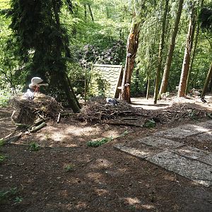 European white stork and Diepholz goose exhibit, 2024-05-21