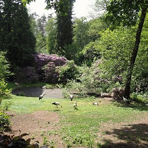 European white stork and Diepholz goose exhibit, 2024-05-21