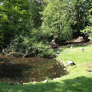 European white stork and Diepholz goose exhibit, 2024-05-21