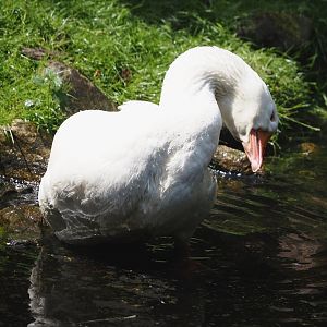 Diepholz gooose (Anser anser domesticus), 2024-05-21