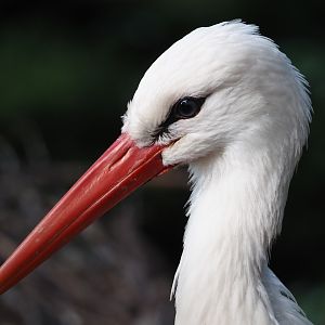 European white stork (Ciconia ciconia), 2024-05-24