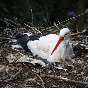 European white stork (Ciconia ciconia), 2024-05-24