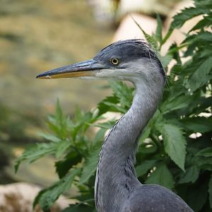 Wild Grey heron (Ardea cinerea), 2024-05-21