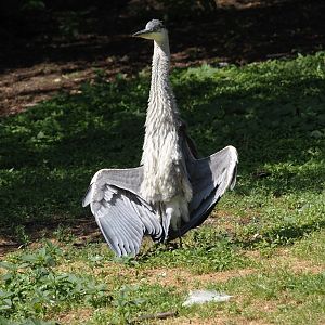 Wild Grey heron (Ardea cinerea), 2024-05-23