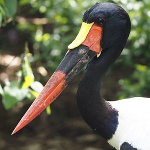 Saddle-billed stork (Ephippiorhynchus senegalensis), 2024-05-21