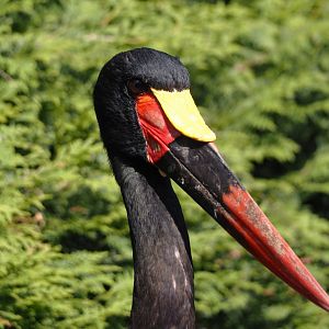 Saddle-billed stork (Ephippiorhynchus senegalensis), 2024-05-23