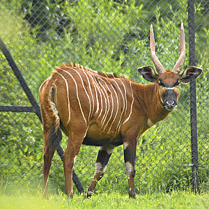 Eastern Bongo - Paignton Zoo 2024