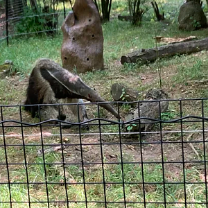 Giant Anteater - 2022