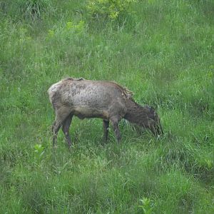 Trexler Nature Preserve - Wapiti (Cervus canadensis)