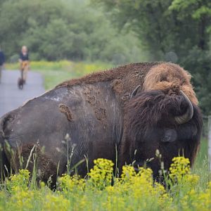 Trexler Nature Preserve - American Bison (Bison bison)