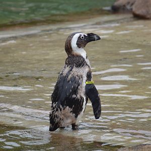 Penguin Exhibit - African Penguin (Spheniscus demersus)