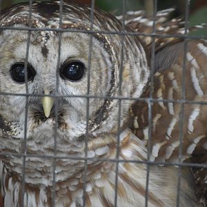 Birds of Prey - Barred Owl (Strix varia)