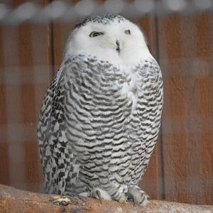 Birds of Prey - Snowy Owl (Bubo scandiacus)